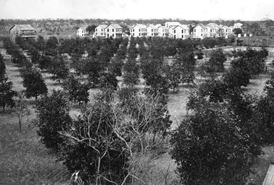 Cuscaden orange groves in Ybor City, 1889.