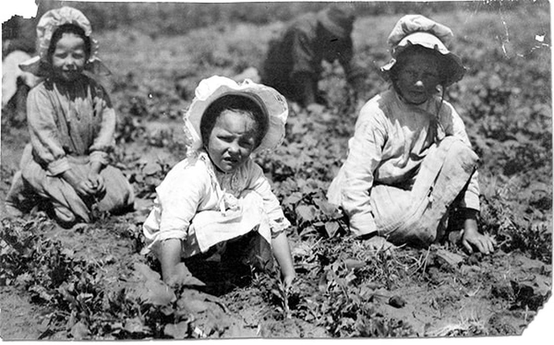 These three young girls–Mary 6, Lucy 8, Ethel 10–worked long hours in the dirt fields planting beet crops in the hot Colorado sun, 1915.